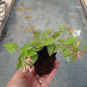 Abelia grandiflora, teku-8