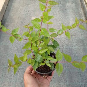 Abelia grandiflora, teku-9