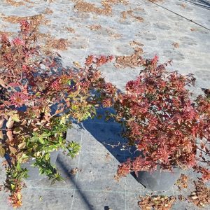 Abelia postrata, c 2,5l  40-45 cm
