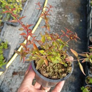 Abelia postrata, teku-9