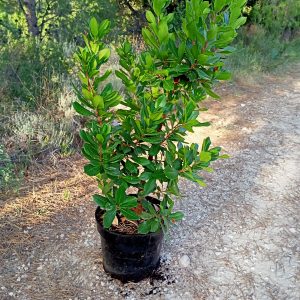 Arbutus unedo, c 10l 65-70 cm