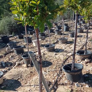 Arbutus unedo (copa) 90-100 de tronco libre y 40 cm de ancho de copa