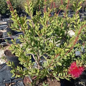 Callistemon laevis, c 7,5l (flor) 60 cm