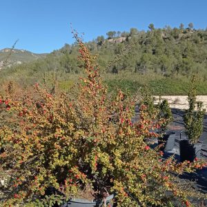 Cotoneaster coral beauty, c 7l 70-80 cm