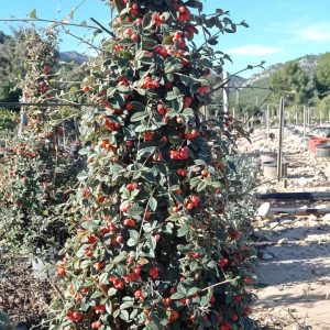 Cotoneaster franchety (pirámide), c 15l 100 cm de alto