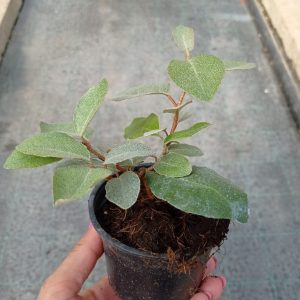 Eleagnus ebb. Compacta, teku-9