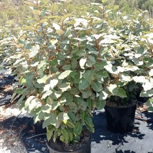 Eleagnus ebbingey compacta, c 10 l 70-80 cm