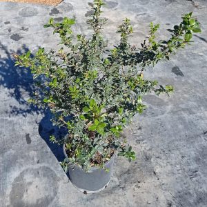 Escallonia rubra macranantha, c 5l  70-90 cm