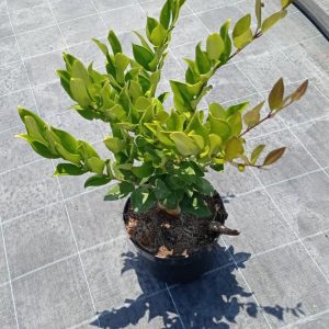 Ligustrum texanum, c 3l 35-45 cm