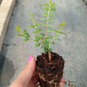 Mirto tarentina b-40