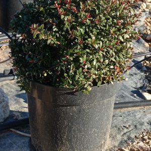 Mirto tarentina (bola), c 5l  20-25 cm