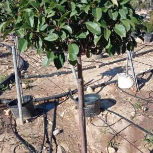 Photinia Red Robin (copa) , 100 cm tronco libre, ancho de copa 50-60 cm
