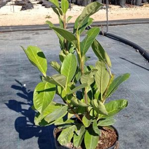 Prunus lauracerasus, c 5l  60 cm