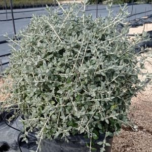 Teucrium fruticans (bola), c 15l