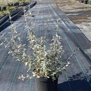 Teucrium fruticans, c 3l 40-50 cm