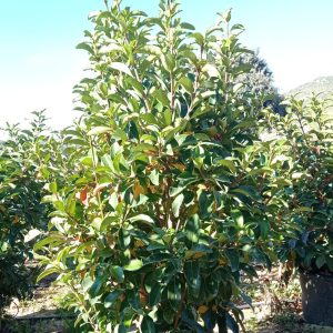 Viburnum lucidum, c 50l, 130-140 cm