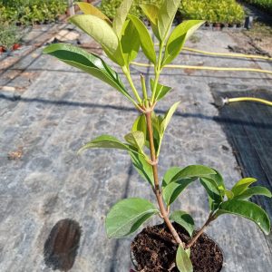 Viburnum lucidum, c1litro