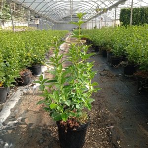 Viburnum tinus Eva Price, c 3L 50 cm