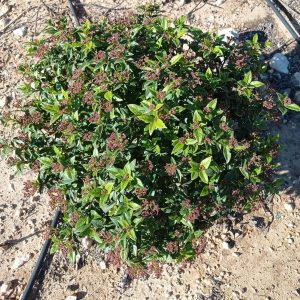 Viburnum tinus Eva Price (semibola) c 15l 60 cm de bola