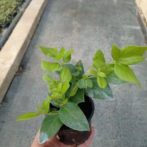 Viburnum tinus Eva Price, teku-9