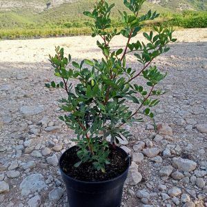 Pistacea lentiscus, c 3l 40 cm